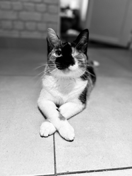 Communication animale